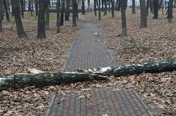 Київ оговтується після штормового вітру: повалено та зламано майже 200 дерев (фото)