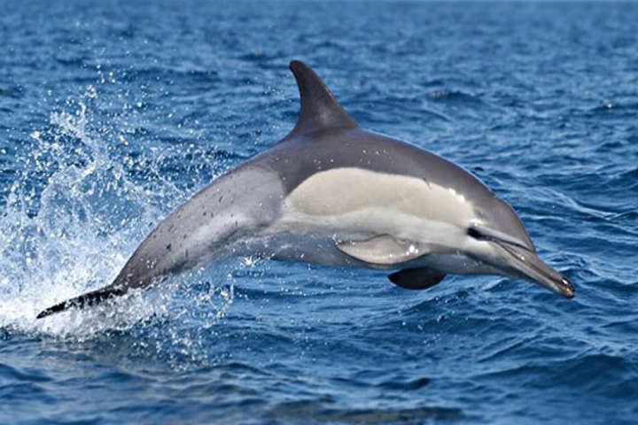 Дельфіни врятували жінку, яка 12 годин провела у відкритому морі 