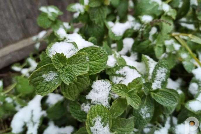 В Украине выпал первый снег: какие области засыпало (фото, видео) 