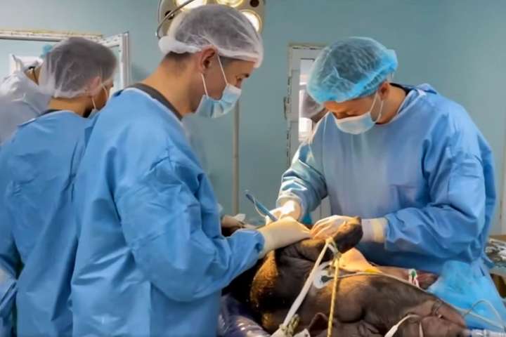 Київські медики провели унікальну експериментальну операцію (відео)