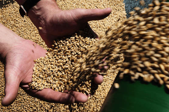 В Україні рекордно зросли ціни на продовольчу пшеницю