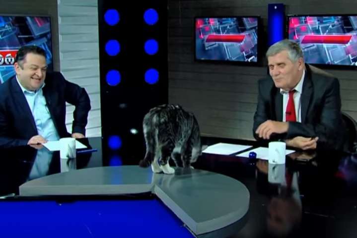 Кот стал звездой политического ток-шоу (видео)