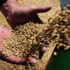 <p class="p1">Цены на пшеницу растут, потому что прогноз мирового производства пшеницы в этом году снизили по сравнению с оценками октября</p>