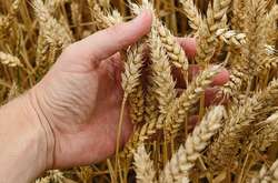 Куда исчез рекордный урожай? «Житница Европы» будет покупать дорогое импортное зерно?