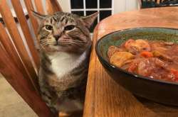 Эти котики-проказники никогда не упустят возможности потроллить хозяев (фото)