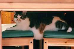 Курьезные фото котиков, чье родство с жидкостями видно невооруженным глазом