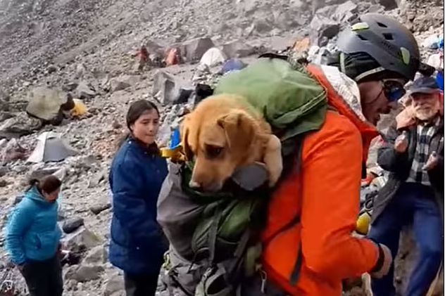 Альпіністи врятували пса із найвищої гори Мексики