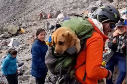Альпіністи врятували пса із найвищої гори Мексики