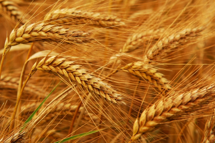 Мировые цены на пшеницу рекордно растут. Названы причины 