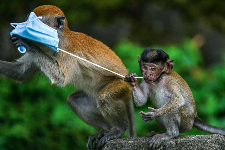 Японські вчені успішно протестували на мавпах вакцину від ВІЛ