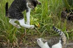 Этот японский фотограф раскрывает яркую харизму уличных котов (фото)