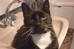 Когда котики нагло вторгаются в личное пространство и не раскаиваются (фото)