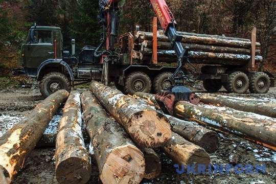 Влада хоче знову дозволити експорт із України лісу-кругляку – нардеп