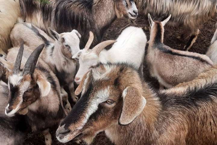 В Херсонской области работает уникальный приют для животных (видео)