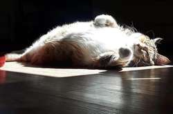 Как надо фотографировать домашних животных, чтобы попасть в музей