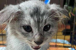 Откуда такое чудное? Курьезные фото необычных домашних питомцев