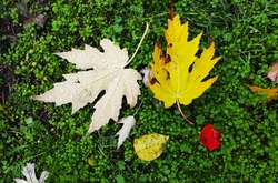  Цьогорічний листопад радував теплом киян 