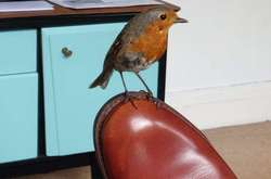 Тот случай, когда животные решили напомнить людям, что природа ближе, чем кажется (фото)