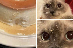 Этим питомцам стало очень обидно, что они так сглупили у всех на виду (фото)