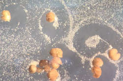 Збираючи стовбурові клітини у своєму «роті», ксеноботи у формі «пак-мана» здатні створювати копії самих себе. Цей процес називається «кінетичною реплікацією», і його не використовує жодна відома науці тварина чи рослина