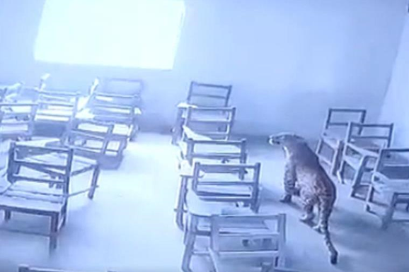 Леопард увірвався до шкільного класу і напав на учня (відео)