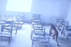 Леопард увірвався до шкільного класу і напав на учня (відео)