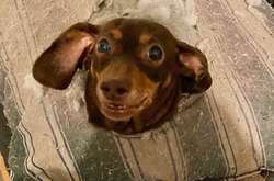 К этим наглым питомцам возникает немало вопросов после их выкрутасов