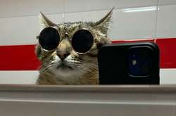 Кіт Степан пропіарив бренд невістки Кернеса та обурив мережу 