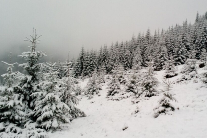 Частину України засипатиме снігом: прогноз погоди на 5 грудня