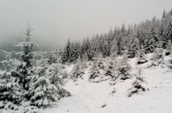 В Карпати вже прийшла справжня зима