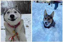 У этих домашних питомцев свое особое отношение к снегу (фото)