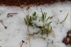 У грудні та перед Різдвом в Україні не очікується сильних морозів, тому сніг не утворюватиме стійкого покриву на землі