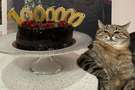 Украинский котик набрал один миллион подписчиков (видео)