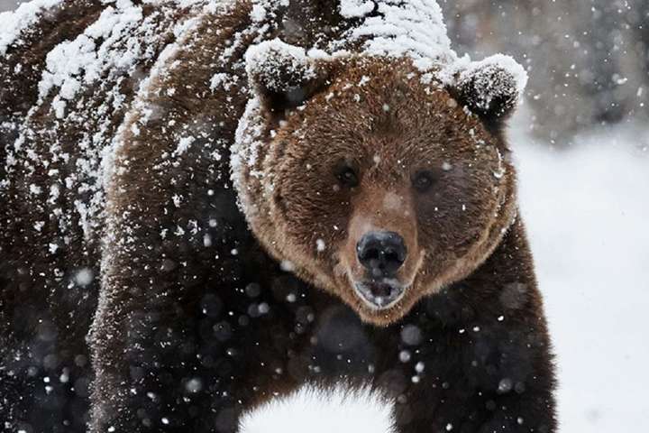 У Румунії на туристів з України напав ведмідь 