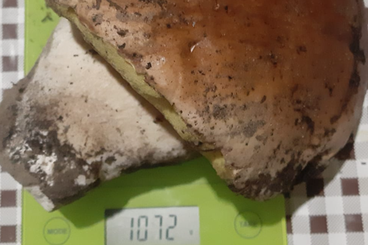 Українка у грудні знайшла гриба-велетня (фото)