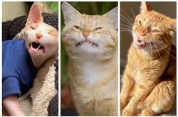 Когда хотел сделать милое фото своего котика, но потерпел неудачу