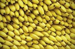  С Нового года следует ожидать и новые цены на бананы 