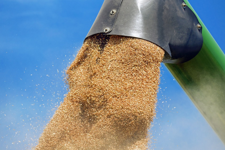 Урожай зерна в этом году бьет рекорды, а цены на хлеб вырастут на 40%