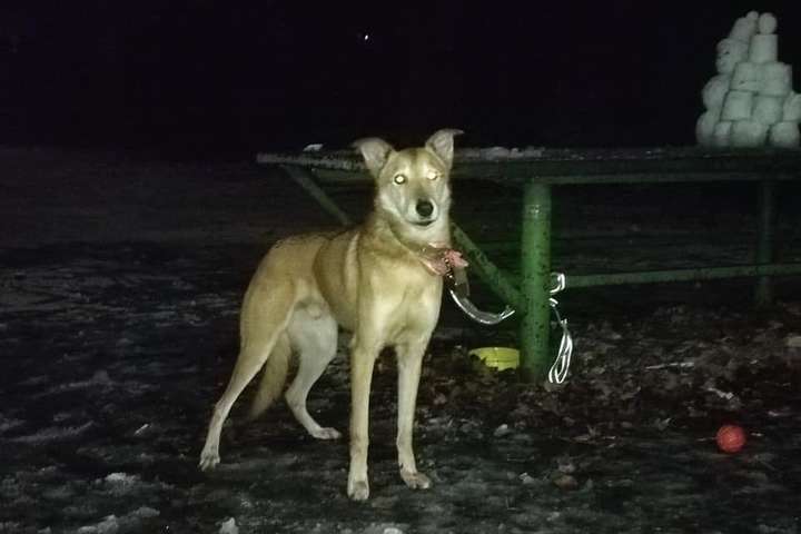 У Києві жінка прив’язала пса в парку і лишила записку