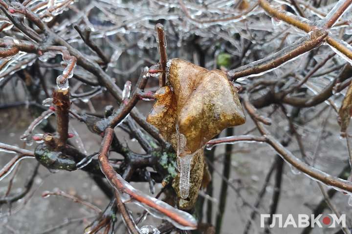 Наслідки крижаного дощу: в Києві повалене дерево заблокувало рух транспорту