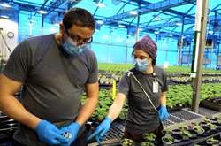 Канадські вчені винайшли рослинну вакцину проти Covid-19