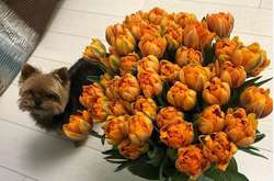 Скандал у столичному River Mall. Cобака загинув після відвідин салону краси 