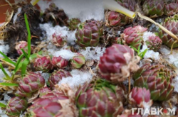 Заморозки отступят: синоптики рассказали о погоде на выходных (карта) 