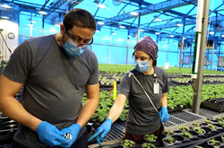 Канадские ученые изобрели растительную вакцину против Covid-19