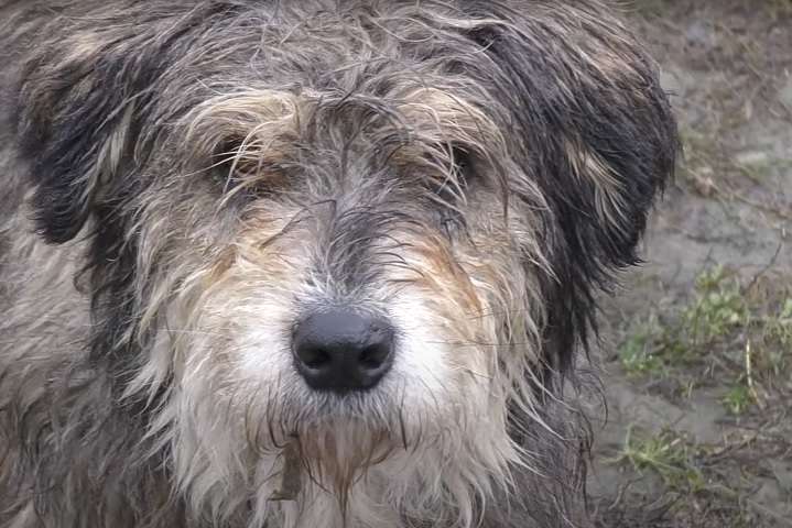 У Чернігові рятують стареньких собак (відео)
