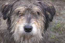 В Чернигове спасают старых псов (видео)