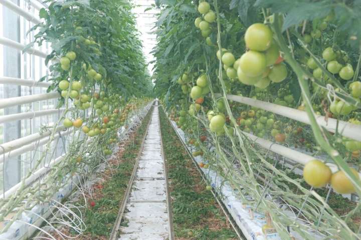  Аграрії б’ють на сполох: в Україні «вмирає» виробництво тепличної продукції