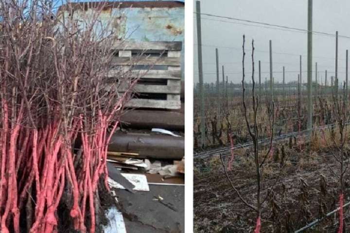 На Черкащині чоловік за ніч викопав понад 800 саджанців дерев із чужого саду