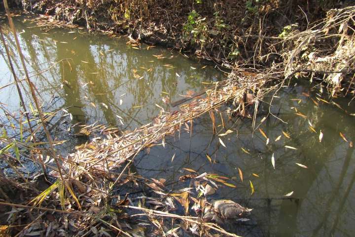 У річку під Києвом ділки зливають небезпечні відходи (фото)