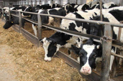 Правительство бьет тревогу: отечественные породы коров оказались на грани исчезновения 